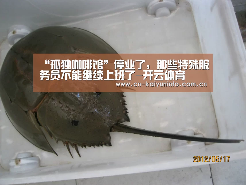 开云APP